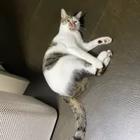哈斑凍