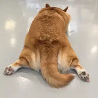 foodiefatbee