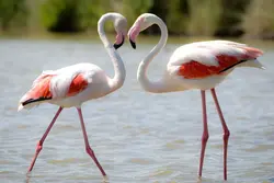 Wild Flamingo