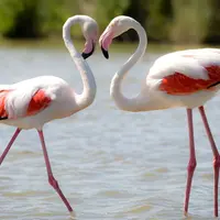 Wild Flamingo
