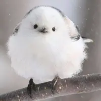 midofalaso