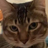 Mochimeow618