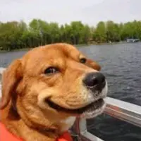 freelunchdog