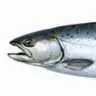 simonsalmonyu