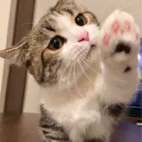 foodhub._.cat