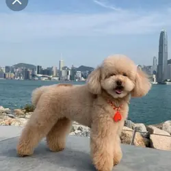chiang 啤啤