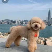 chiang 啤啤