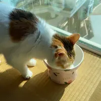 chillfoodstepshk