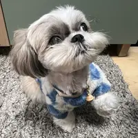 Noodles Guru