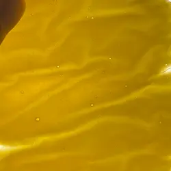 Yuzu.mechakawayi