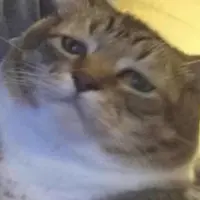 肥貓XL