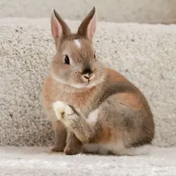 bunnyqueen261