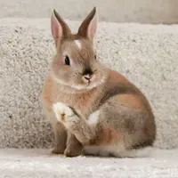 bunnyqueen261