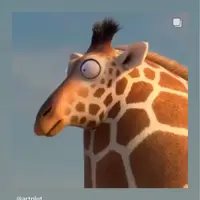salivatinggiraffe