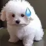 jadechang42