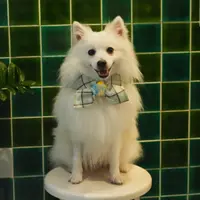 LuffyJapaneseSpitz