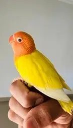 Cocobirdlove