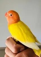 Cocobirdlove