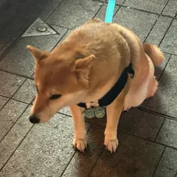 jackychu0