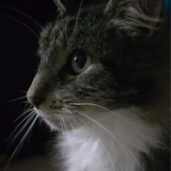 Polly 33