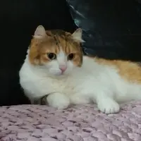 caneatspirit