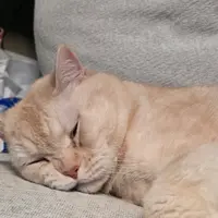 lammakaay