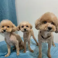 Kiwiwee