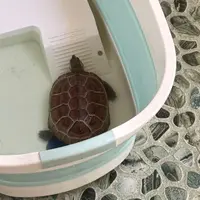钢铁之侠点点