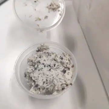 truffle cream cheese