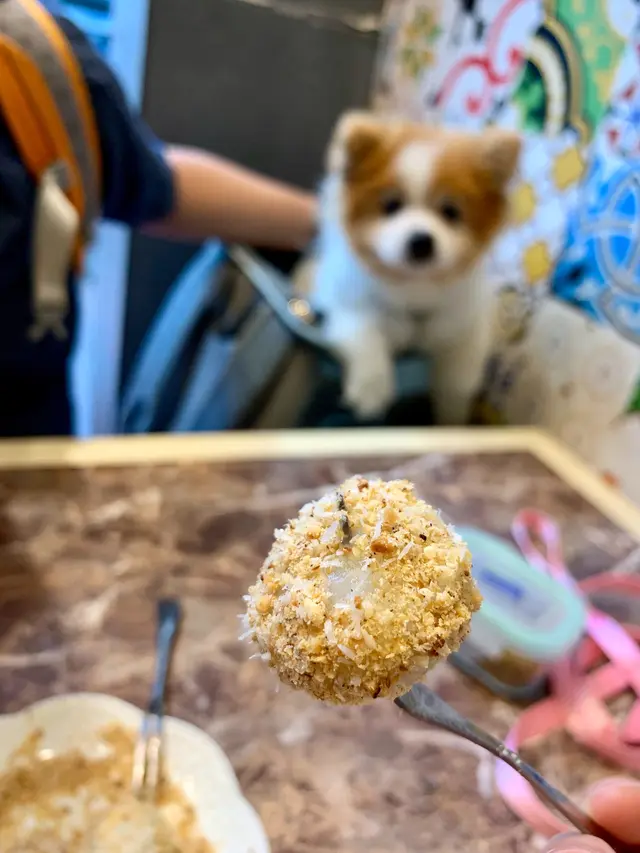 狗仔幸幸目不轉睛望著糖不甩