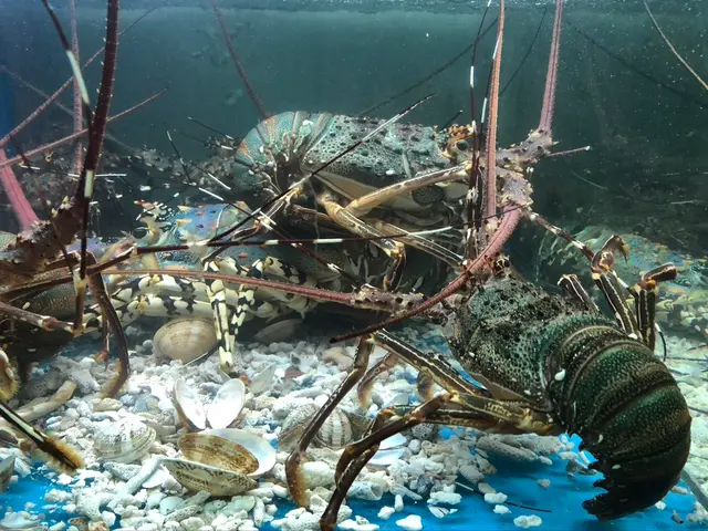 放入貝類做龍蝦的飼料,有幸與邦老闆交談,想不到龍蝦可以自己剥殼呢