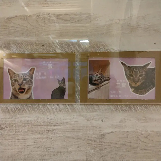 😺貓咪介紹牌