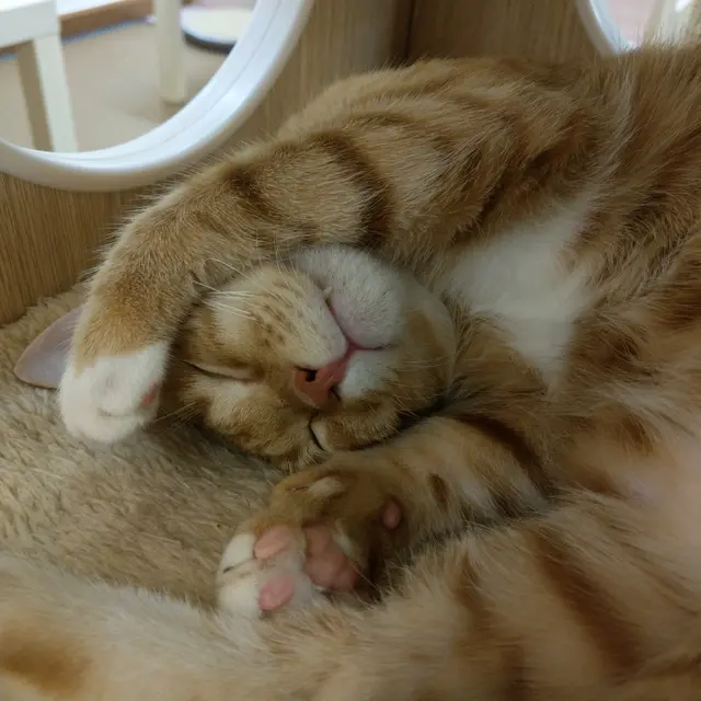 😸正在休息的貓貓,就不打擾了