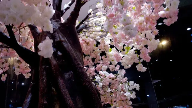 美麗的櫻花樹下吃拉麵非常日式