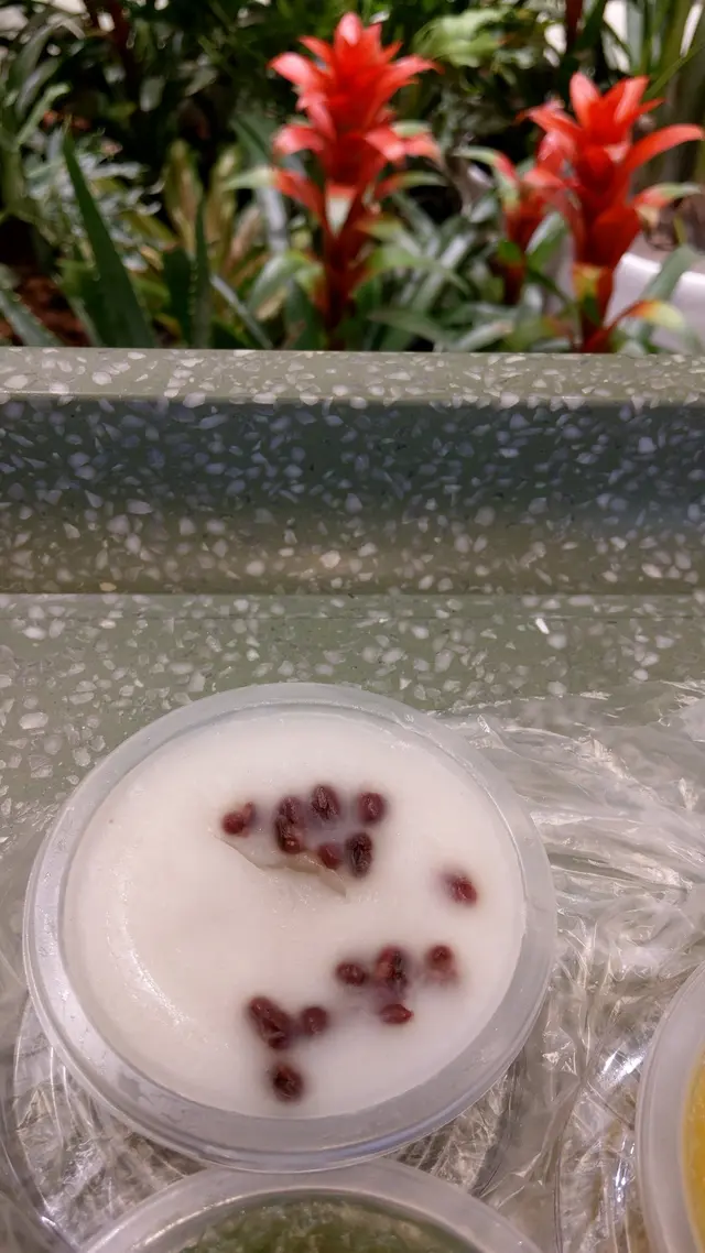 椰汁紅豆砵仔糕