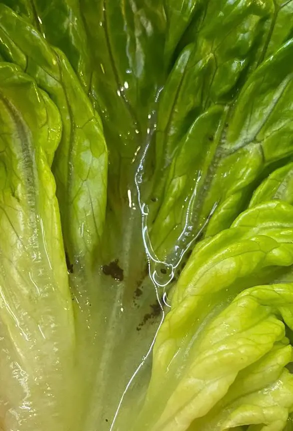 生菜包