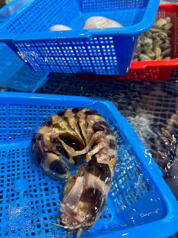 半只手臂长既濑尿虾， 下一次要试， $300 / 只。 咁大个女第一次看。 