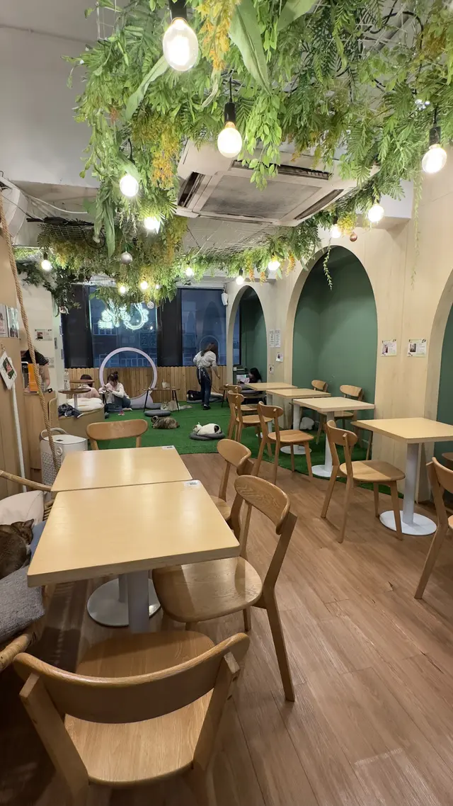 #貓啡 #hongkong #貓cafe #領養貓咪 #流浪貓 #Cafe #香港美食 #旺角 #旺角美食