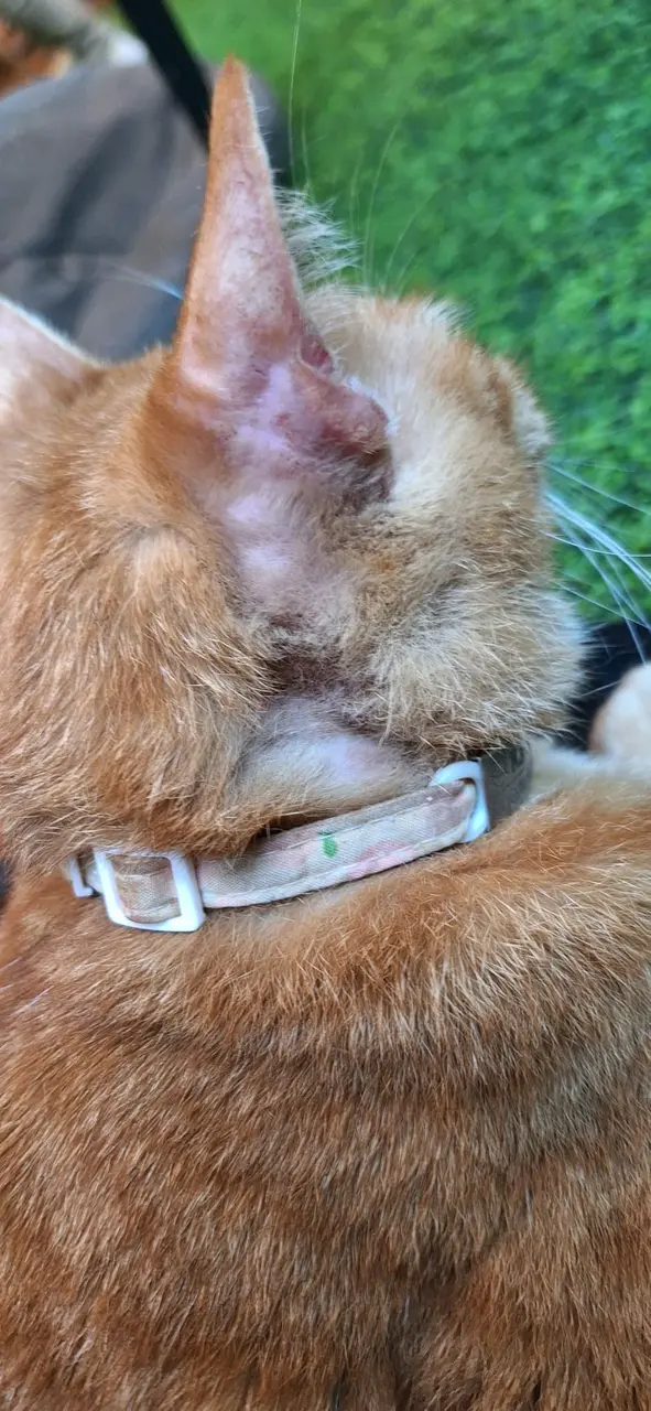 佢d毛禿哂🥲睇見都痛😭