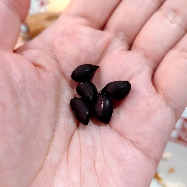 🐑用嚟墊筷子嗰粒花生,剝殼後發現入面嘅花生粒係黑色嘅😆,上網搜尋一下,原來呢啲叫黑金剛花生,食落除咗有花生味外,仲有少許甘甘地,其實幾好食,唔好掉咗佢😁