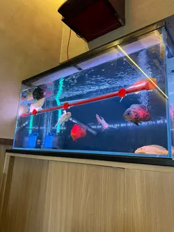 喺間店嘅盡頭 有呢一缸魚
望住佢哋食麵,感覺好悠閒好享受